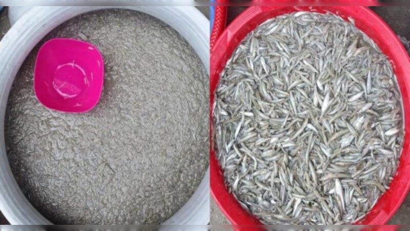 পদ্মা-মেঘনায় থামছে না পোনা নিধন, হুমকিতে মাছের ভবিষ্যৎ